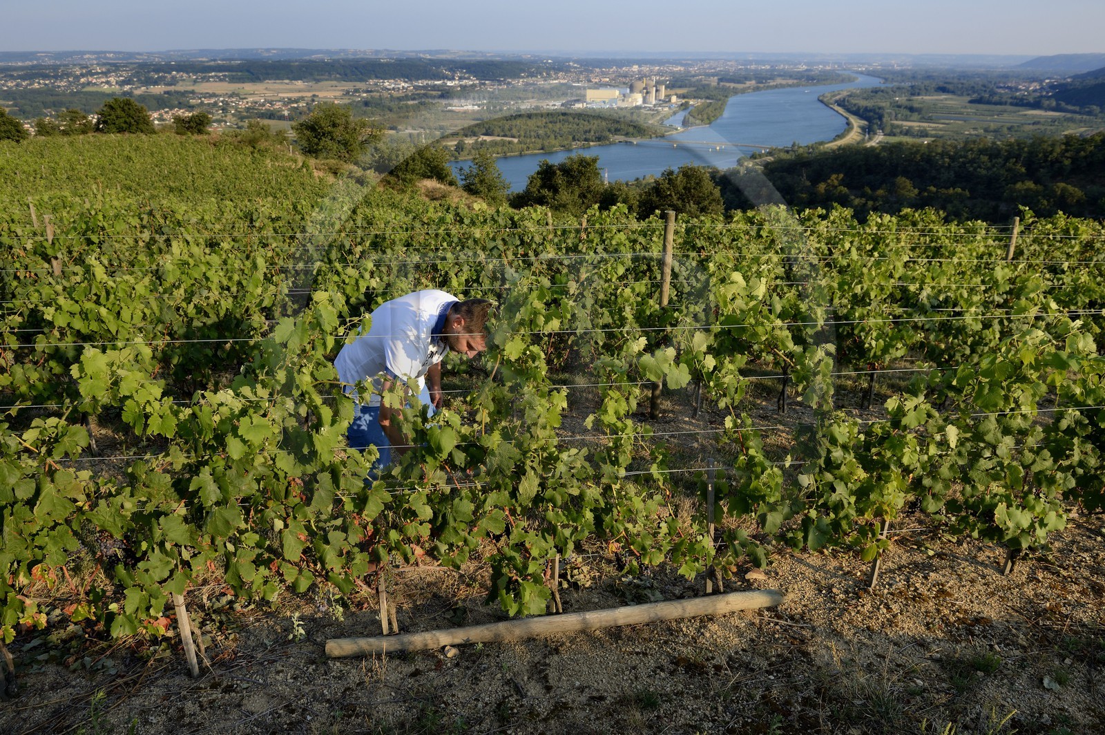 France, Loire (42), Parc Naturel Régional du Pilat, le domaine du Monteillet Stéphane Montez, Stéphane Montez dans ses vignes surplombant le Rhône