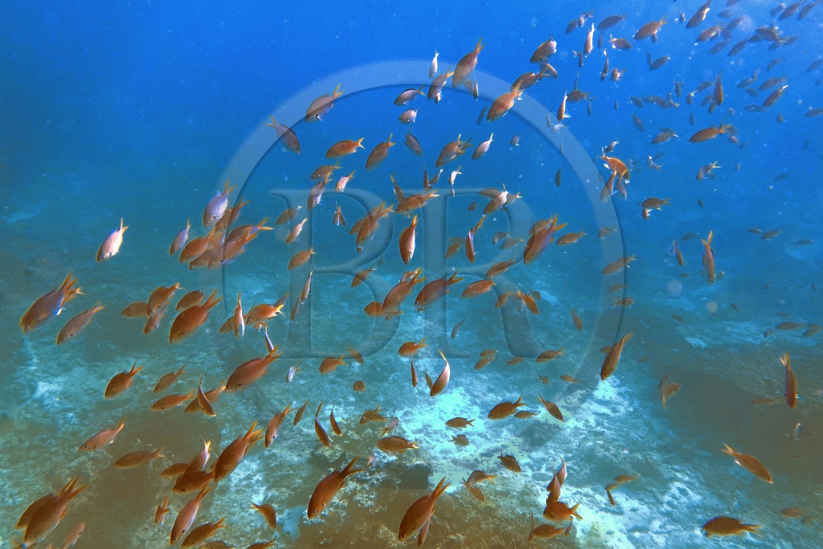 Sultanat d'Oman, gouvernorat de Mascate, réserve naturelle des Iles Daymaniyat,