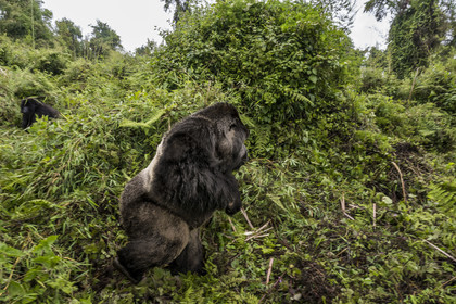Rwanda, Province du Nord, Parc National des Volcans dans la chaine des Monts Virunga, mont Karisimbi, gorille des montagnes (Gorilla beringei beringei), dos argenté (silverback) nommé Impuzamahanga qui est le male dominant du groupe Susa