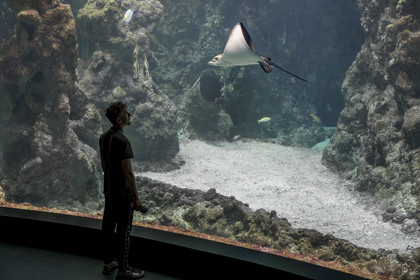 France, Finistère, Brest, Océanopolis, museum of the sea