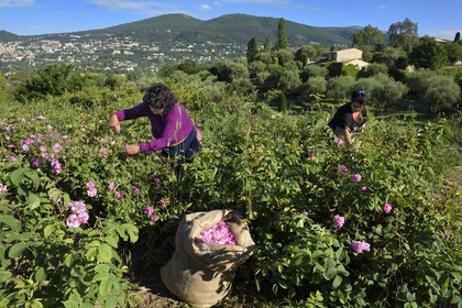 France, Alpes-Maritimes, Grasse, Centifolia rose picking in the horticulturist Constant Viale flower field by the Gypsy Nini Lafleur (purple vest)