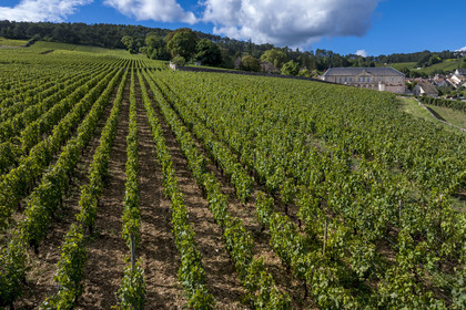 France, Côte-d'Or (21), les climats de Bourgogne classés Patrimoine Mondial de l'UNESCO, Côte de Beaune, Volnay, parcelle de Taille-Pieds appartenant aux Hospices de Beaune qui servent à produire un Volnay 1er Cru cuvée Blondeau et cuvée Muteau à partir du cépage Pinot noir (vue aérienne)
