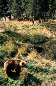 France, Pyrénées-Orientales (66), ours brun des Pyrénées au parc animalier des Angles dans la Capcir