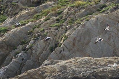 France, Var (83), Iles d'Hyères, parc national de Port Cros, Ile de Port-Cros, l'Ile de Bagaud qui est une réserve intégrale, tadornes de Belon (Tadorna tadorna)