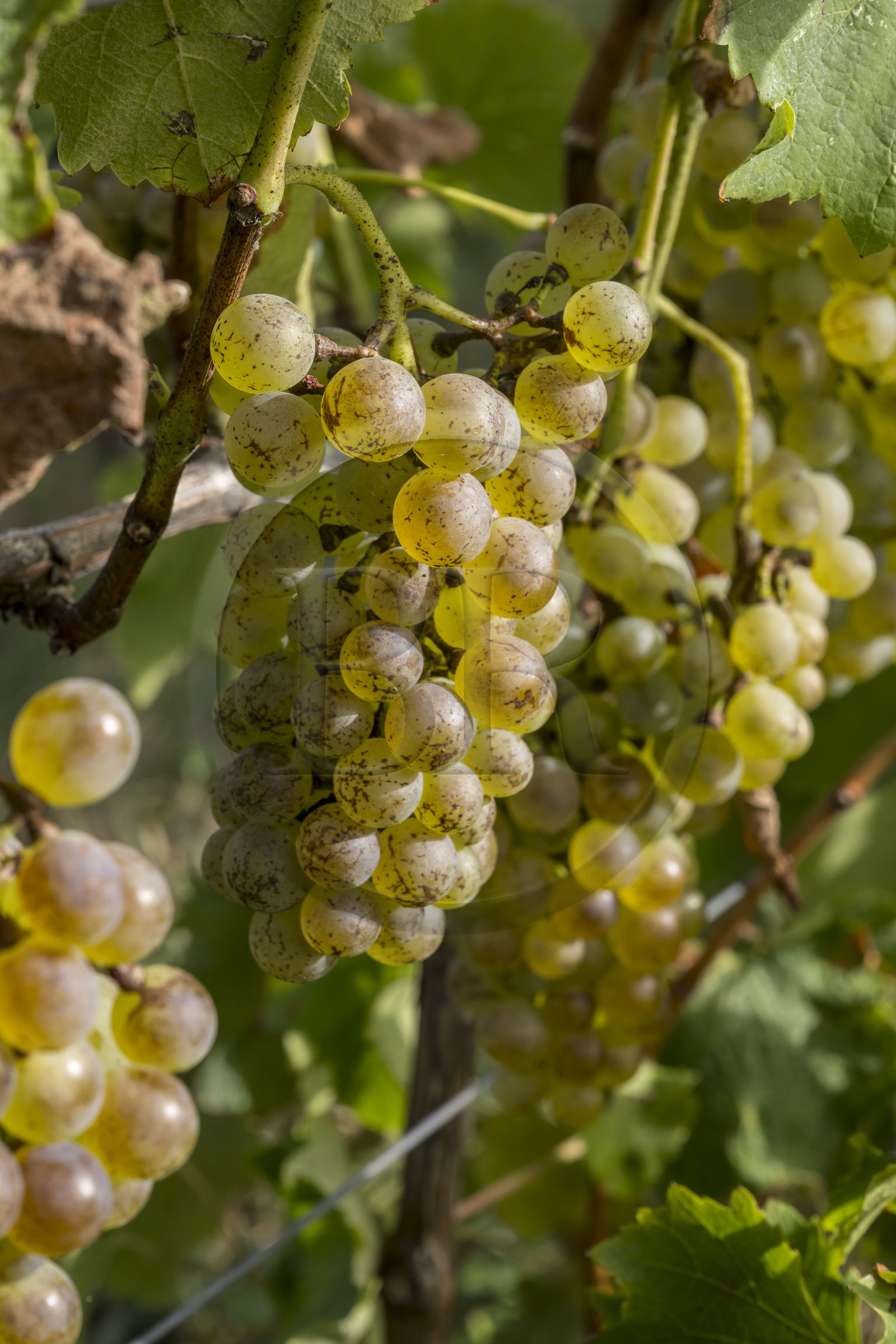 France, Charente-Maritime (17), Ile d'Oléron, Saint-Pierre-d'Oléron, hameau de La Coindrie, le raisin colombar un cépage blanc doré