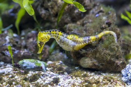 Espagne, Catalogne, Barcelone, Port Vell, l'aquarium, Hippocampe long-nez (Hippocampus reidi)