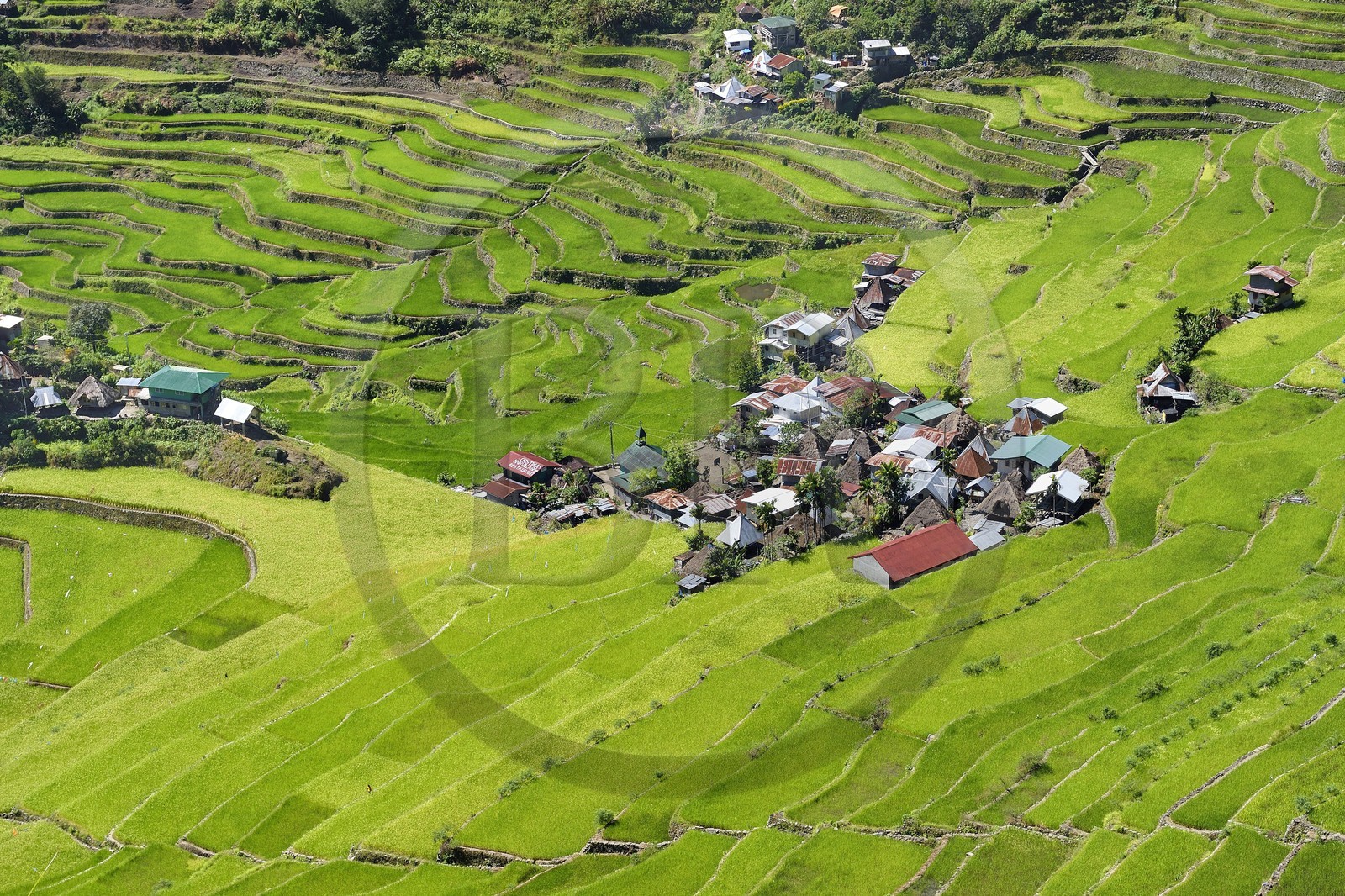 Philippines, province d'Ifugao, les rizières en terrasses de Banaue autour du village de Batad, classées Patrimoine Mondial de l'UNESCO Philippines, province d'Ifugao, les rizières en terrasses de Banaue autour du village de Batad, classées Patrimoine Mondial de l'UNESCO