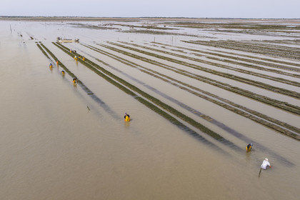 France, Charente Maritime, Oleron island, Dolus d’Oléron, maintenance of the oyster beds in the Marennes-Oléron basin in the Pertuis d'Antioche at low tide (aerial view)