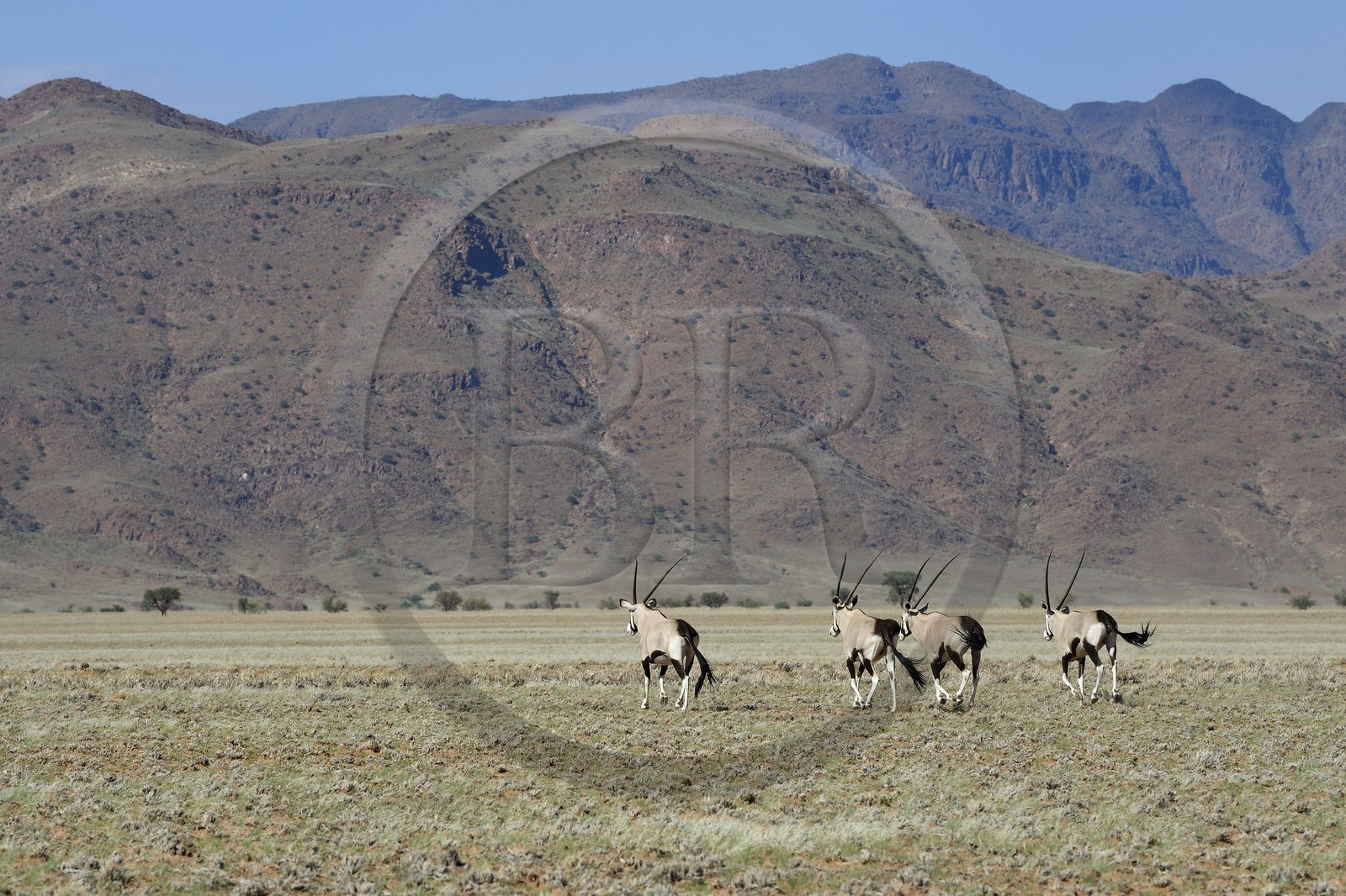 Namibie, région de Hardap, désert du Namib à l'Est du parc national Namib Naukluft dans la chaine de montagnes de Zaris, oryx gazelle ou gemsbok (Oryx gazella)