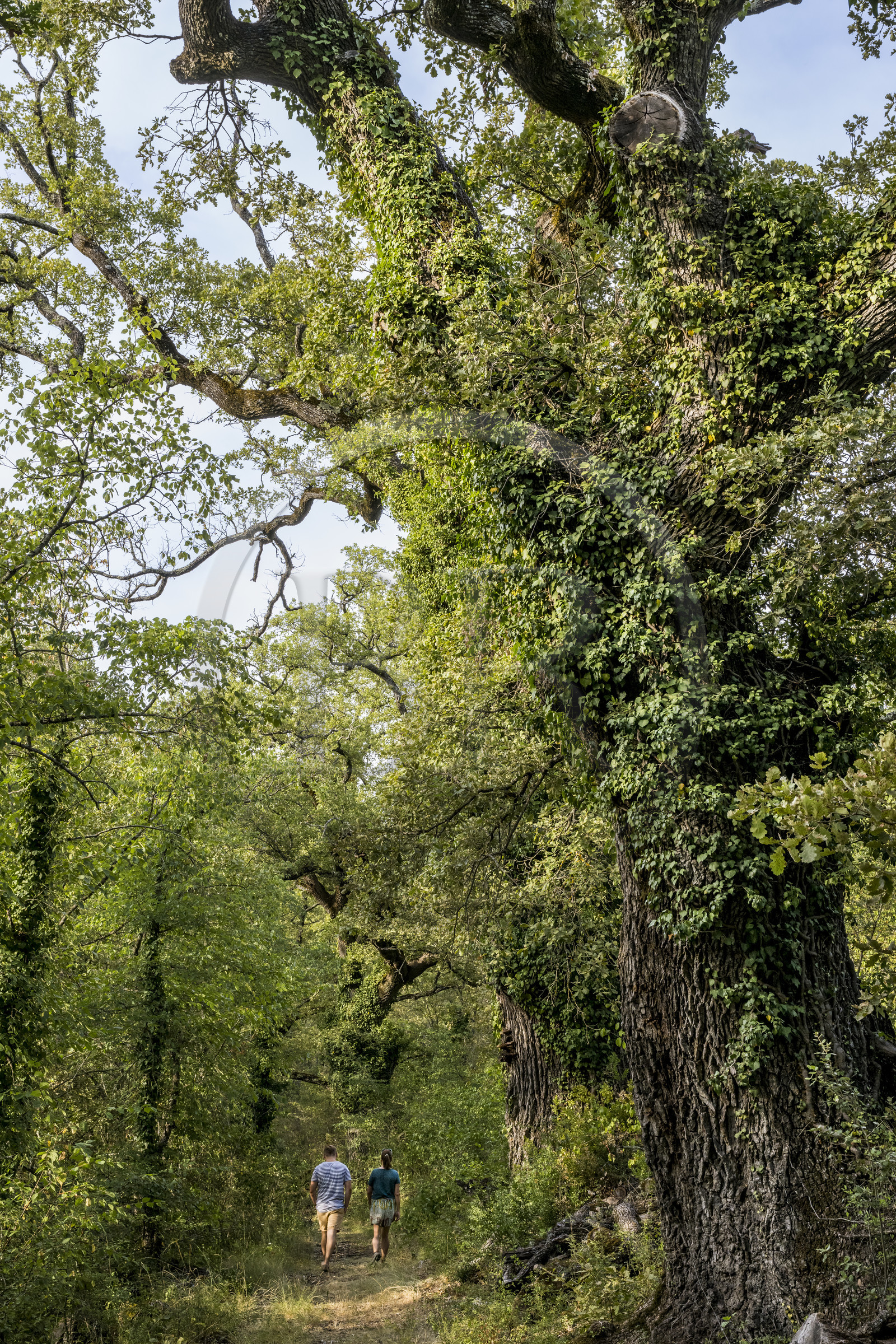 France, Var (83), Provence Verte, Bras, Académie du Bain de Forêt Provençale, forêt du domaine Le Peyrourier - une campagne en Provence