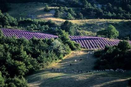 France, Hautes Alpes, lavender field