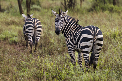 Rwanda, Parc national de l'Akagera, zèbre des plaines (Equus quagga)