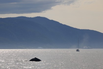 Canada, province de Québec, région de Manicouagan, Tadoussac, baleine à bosse dans le golf du Saint-Laurent