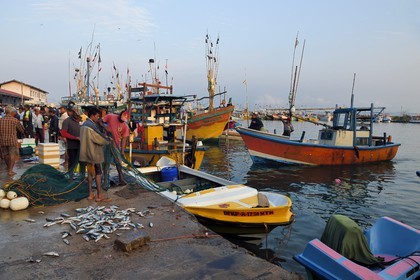 Sri Lanka, Province du Sud, Matara (district), Weligama, port de pêche de Mirissa, retour de pêche à l'aube
