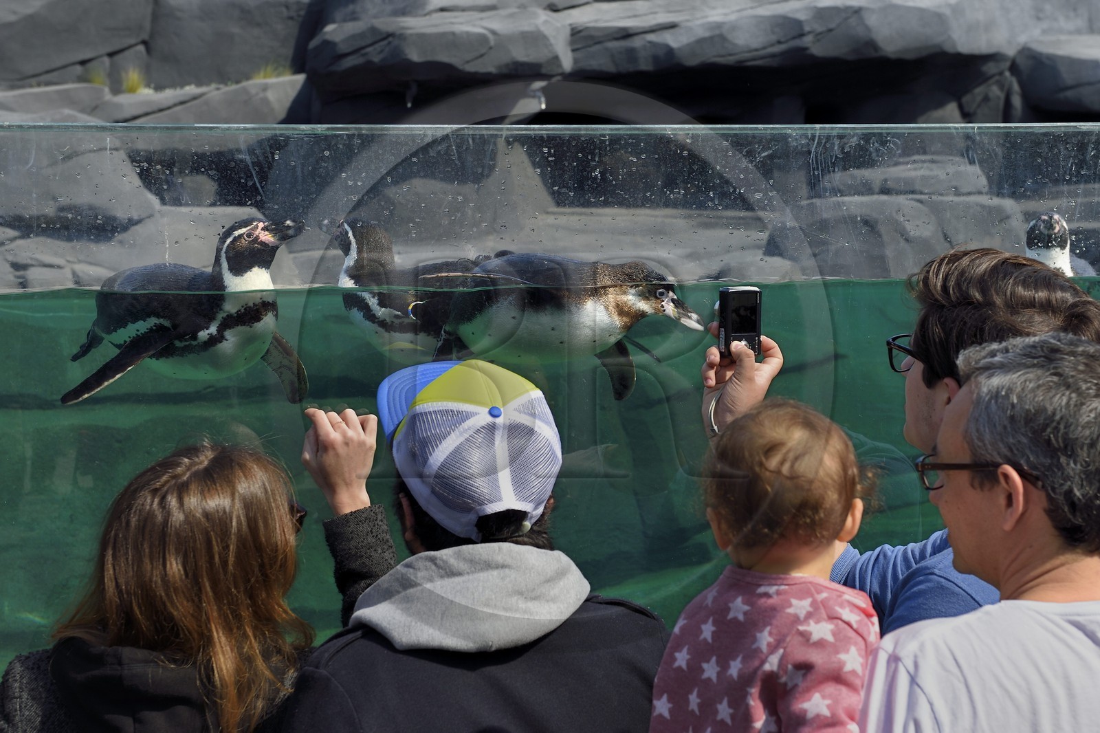 France, Paris (75), Le Parc zoologique de Paris (Zoo de Vincennes), Manchot de Humboldt (Spheniscus humboldti) dans le milieu côtier froid reconstitué par des enrochements entourant le bassin, la biozone Patagonie