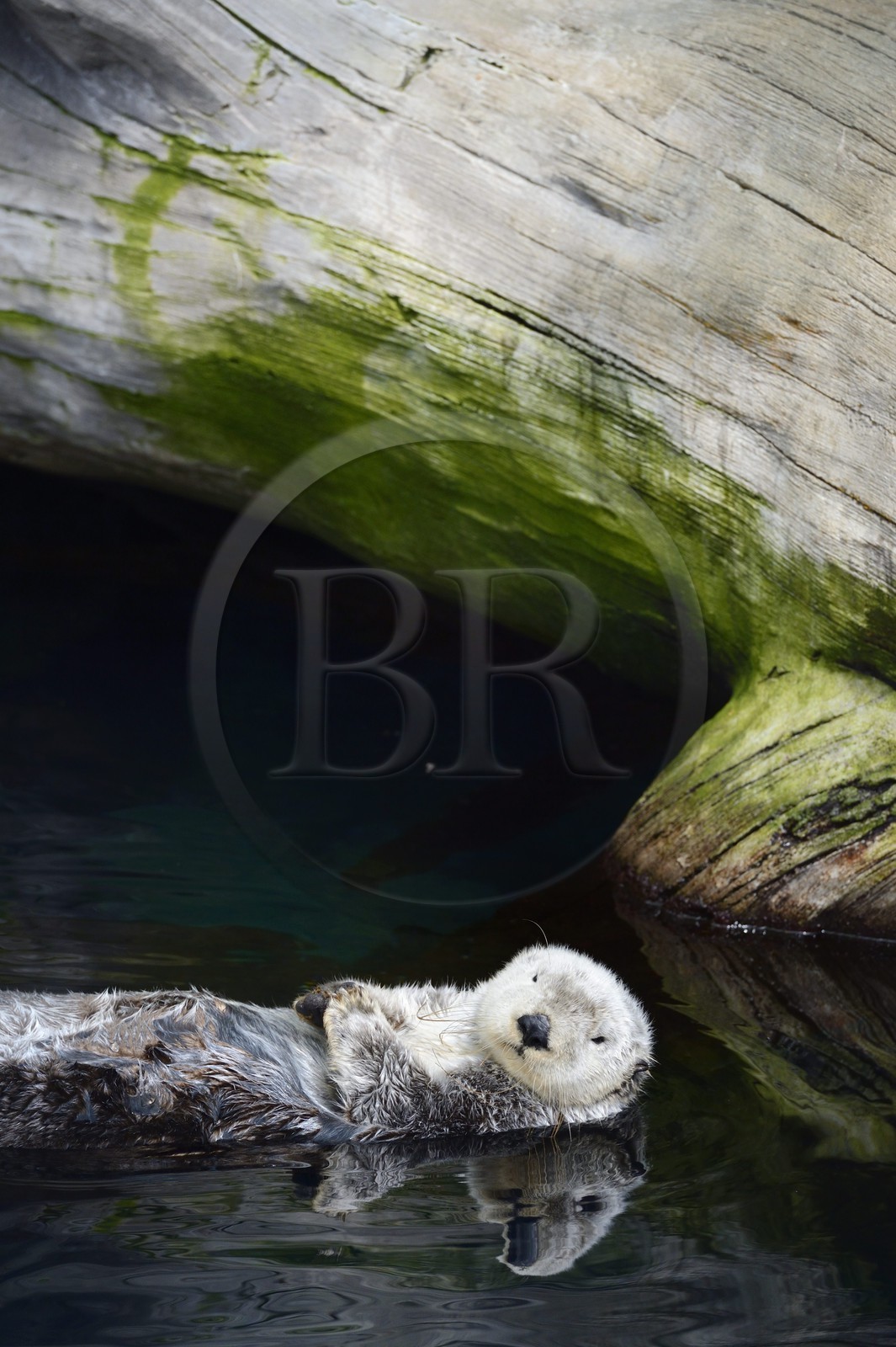 Portugal, Lisbonne, Parque das Nações (Parc des nations) construit pour l'exposition universelle de 1998, Oceanário (Oceanarium), loutre de mer (Enhydra lutris)