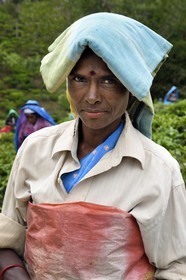 Sri Lanka, Uva Province, Bandarawela, Tamil woman picking tea leaves in a tea plantation