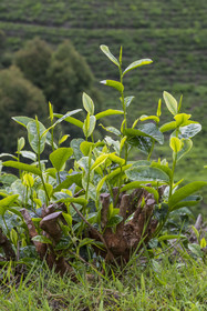 Rwanda, Province de l’Ouest, Gisuma, plantation de thé, l'arbuste du théier est régulièrement taillé, feuilles de thé
