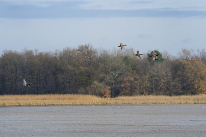 France, Indre, Berry, Parc Naturel Regional de la Brenne (Natural Regional Park of La Brenne), Montiacre pond, ducks in flight