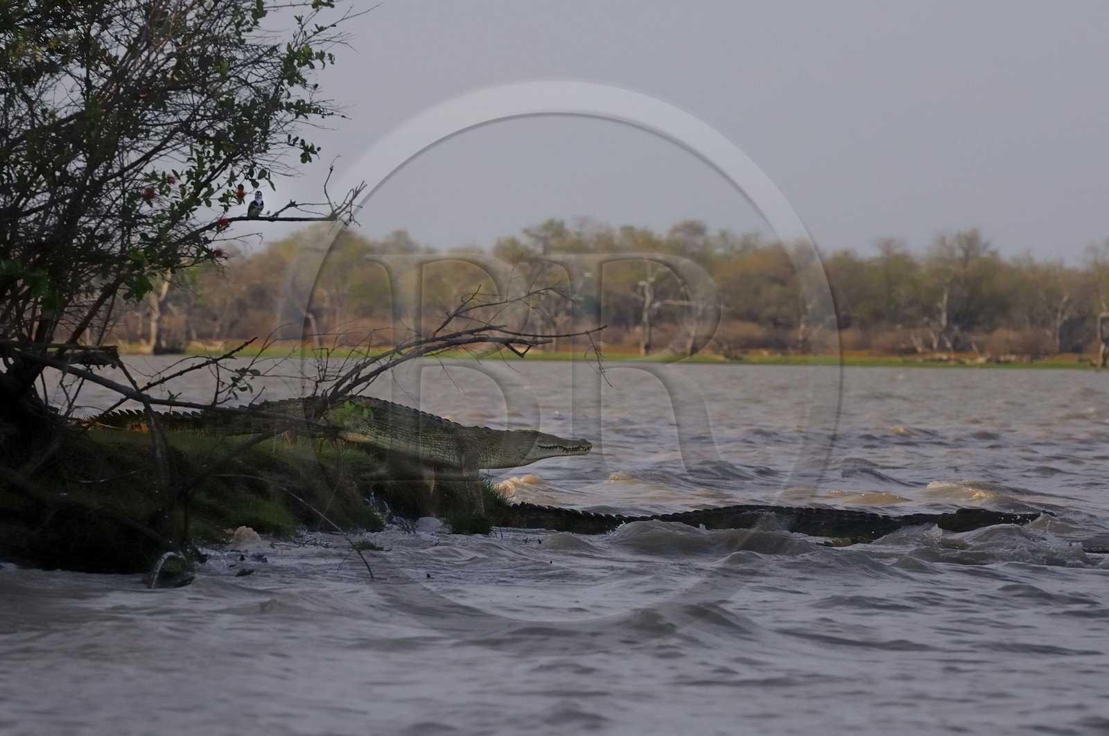 Tanzanie, Reserve de gibier de Selous une des plus grandes zones protégées au monde et inscrite sur la liste du patrimoine mondial de l’Unesco depuis 1982, crocodiles du Nil (Crocodylus niloticus) sur le lac Nzerakera formé par la rivière Rufiji