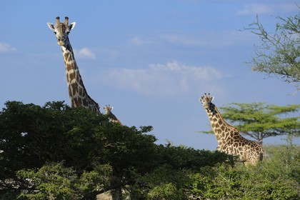 Tanzanie, Reserve de gibier de Selous une des plus grandes zones protégées au monde et inscrite sur la liste du patrimoine mondial de l’Unesco depuis 1982, girafe (Giraffa camelopardalis)