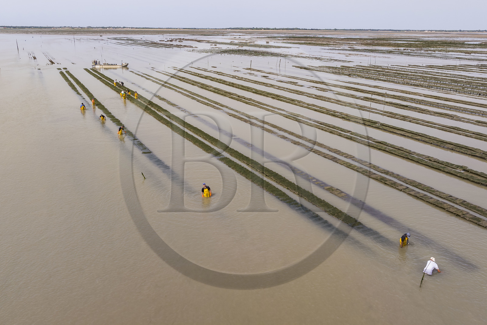 France, Charente Maritime, Oleron island, Dolus d’Oléron, maintenance of the oyster beds in the Marennes-Oléron basin in the Pertuis d'Antioche at low tide (aerial view)