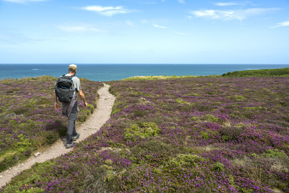 France, Cotes d'Armor, Grand Site de France Cap d'Erquy - Cap Frehel, Frehel, bell heather is very present in the moorland that the GR34 hiking trail crosses