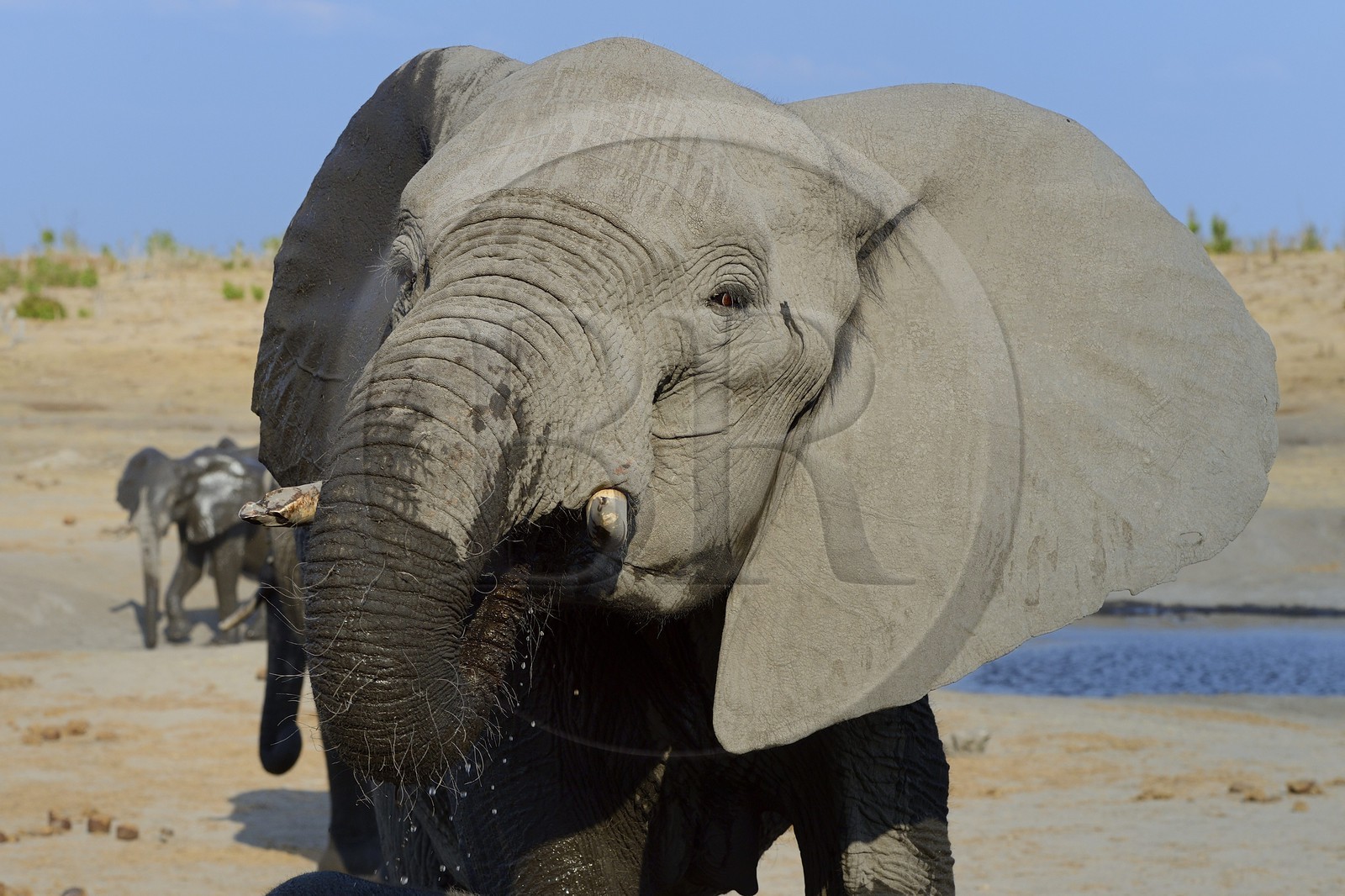 Zimbabwe, province de Matabeleland septentrional, parc national Hwange, éléphant sauvage d'Afrique (Loxodonta africana)