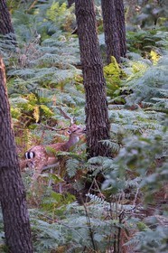 France, Vienne, Morton (private park), fallow deer (Dama dama)