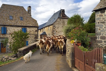 France, Cantal, Sainte-Marie, La Terrisse hamlet, montbéliarde dairy cow breeding from Cantagrel farm, cows returning to the farm by the village for the evening milking