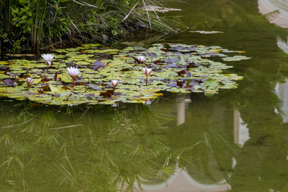 France, Alpes-Maritimes, Saint Jean Cap Ferrat, Villa and Gardens Ephrussi de Rothschild, lotus flowers in the big basin