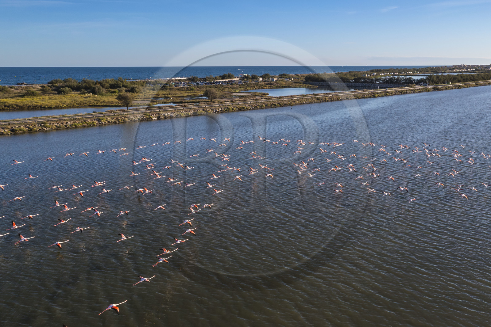 France, Herault, Frontignan, flight of pink flamingos (Phoenicopterus roseus) in Ingril's pond, Aresquiers beach in the background (aerial view)