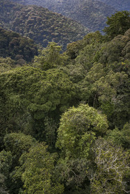 Rwanda, Province de l’Ouest, Colline Ibanda à Uwinka, Parc national de Nyungwe, la canopé vue depuis le Canopy walkway dans la forêt tropicale