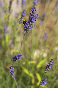 France, Alpes-Maritimes, Mouans-Sartoux, Gardens of the International Museum of Perfumery (Musée International de la Parfumerie - MIP), lavender