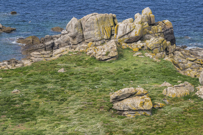 France, Finistère (29), Pays des Abers, Ile Vierge dans l'archipel de Lilia, de très nombreux goélands peuple l'île en période de nidification