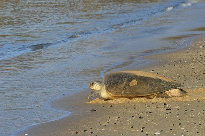 France, Mayotte island (French overseas department), Grande-Terre, Kani-Keli, N’Gouja beach, green sea turtle (Chelonia mydas) joining the sea after laying