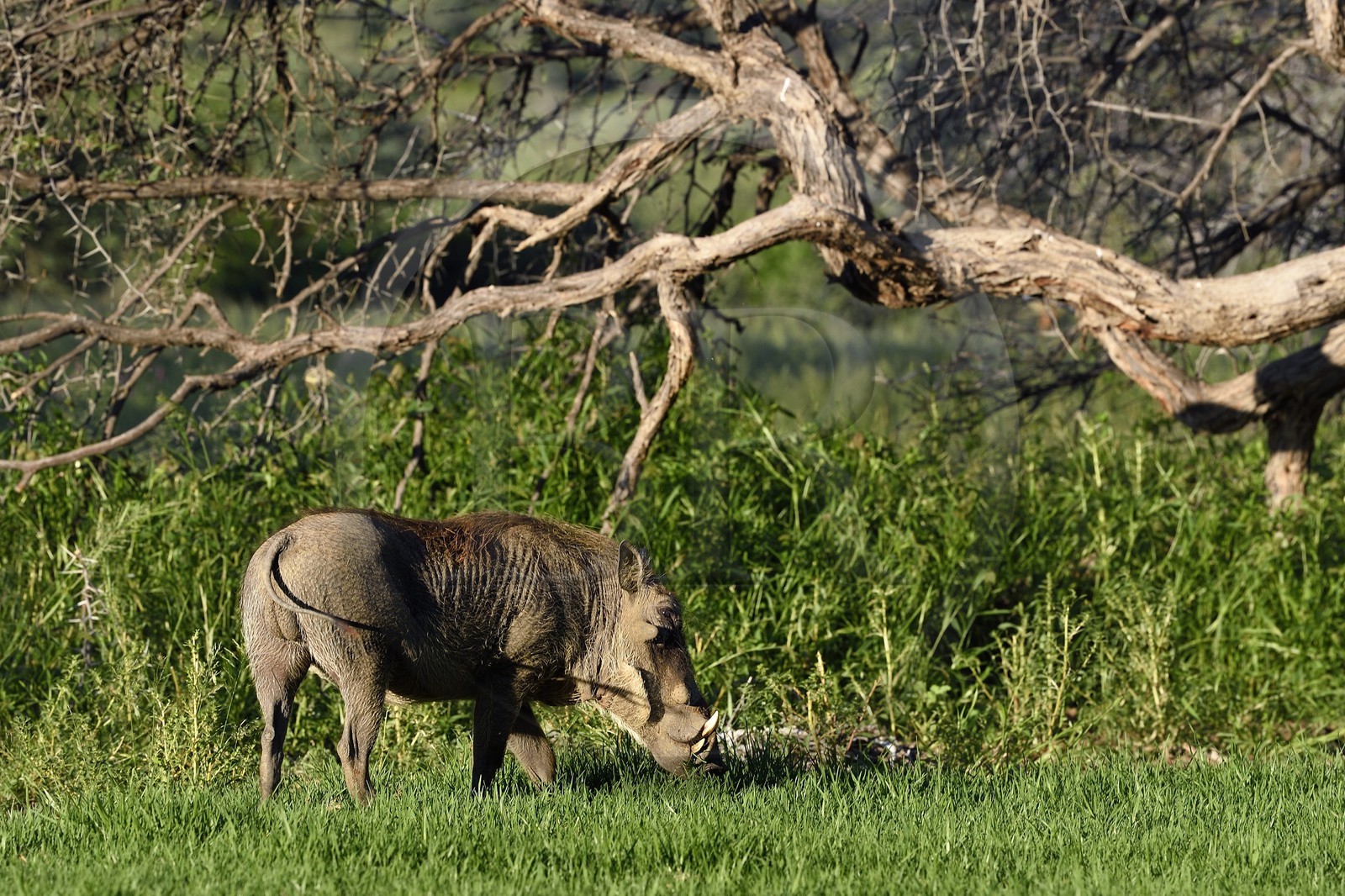 Namibie, région de Khomas, nord de Windhoek, Okapuka Ranch, phacochère (Phacochoerus africanus)