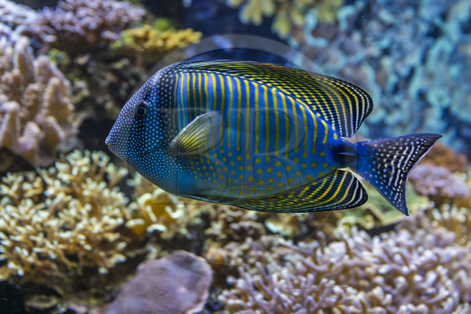France, Finistère (29), Brest, Océanopolis, musée de la mer, Chirurgien-voilier (Zebrasoma desjardinii)
