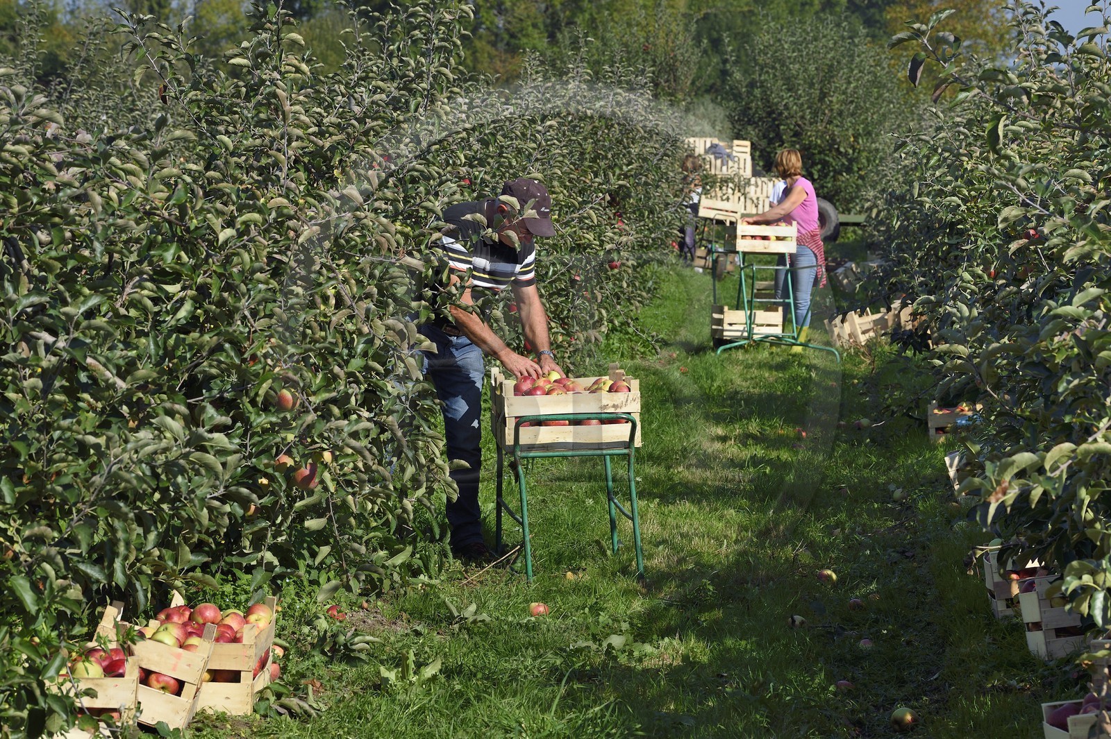 France, Seine-Maritime, Pays de Caux, Norman Seine River Meanders Regional Nature Park, Jumieges, apple trees of the Fruit Route in the orchards along the Seine river, apple harvest at a place called Le Conihaut