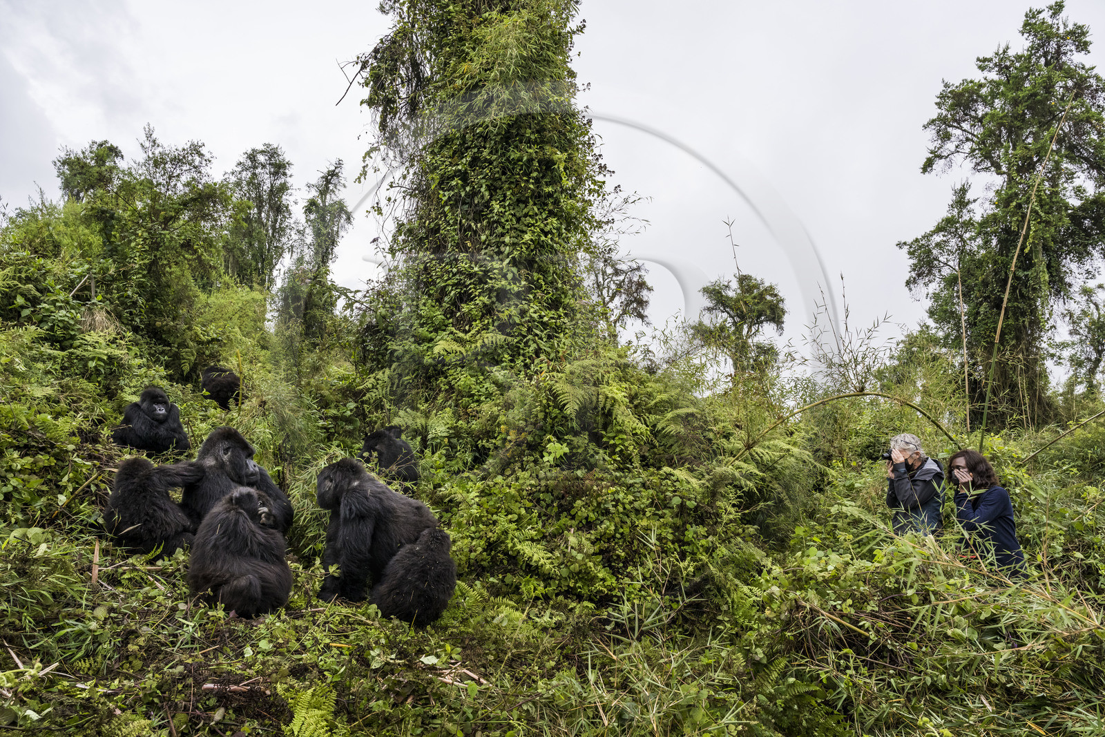 Rwanda, Province du Nord, Parc National des Volcans dans la chaine des Monts Virunga, mont Karisimbi, touristes observant des gorilles des montagnes  (Gorilla beringei beringei), le dos argenté (silverback) nommé Impuzamahanga qui est le male dominant à gauche