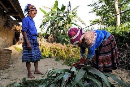 Vietnam, province de Lao Cai, région de Bac Ha, paysannes de la minorité Hmong Fleurs