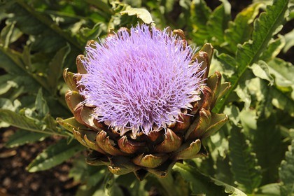 France, Loir-et-Cher (41), Vallée de la Loire classée Patrimoine Mondial de l'UNESCO, château de Chaumont-sur-Loire, festival international des jardins de Chaumont, artichaux en fleur
