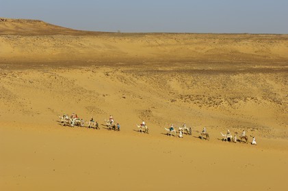 Egypte, Haute Egypte, Nubie, vallée du Nil, Assouan, dromadaires sur les dunes de sables de la rive gauche