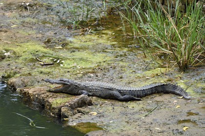 Sri Lanka, province centrale, district de Matale, Sigiriya, ville ancienne de Sigiriya classée patrimoine mondial de l'UNESCO, l'ancien palais forteresse du Rocher du Lion, crocodile en bordure d'un des nombreux bassins des jardins