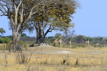 Zimbabwe, Matabeleland North Province, Hwange National Park, group of giraffes (Giraffa camelopardalis)