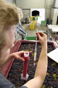 France, Haut-Rhin (68), Route des vins d'Alsace, Bergheim, Domaine viticole Marcel Deiss, fermentation du raisin dans une grande cuve, mustimètre, densimètre utilisé par les viticulteurs pour évaluer le taux d'alcool probable de leur vin