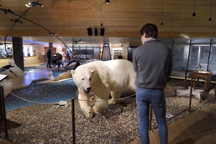 Norvège, Svalbard, Spitzberg, Longyearbyen, Svalbard museum, ours blanc polaire (Ursus maritimus)