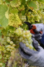France, Bas Rhin, the Alsace Wine Route, Mittelbergheim, labelled Les Plus Beaux Villages de France (The Most Beautiful Villages of France), sylvaner grapes handpicking the field of Wittmann