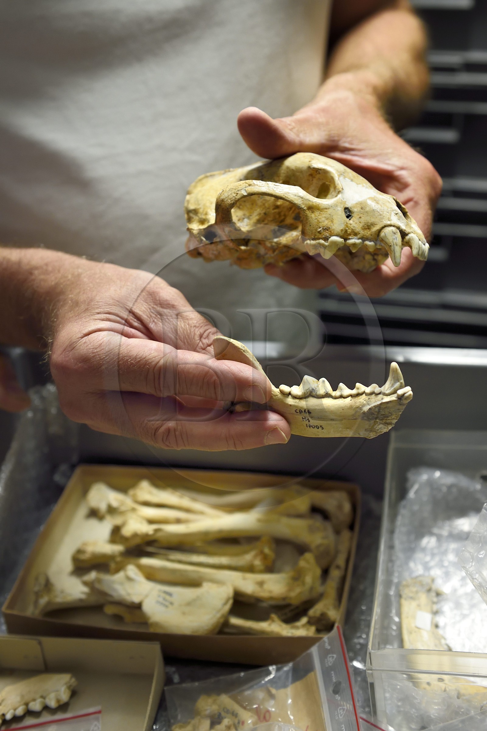 France, Dordogne (24), Périgord Noir, vallée de la Vézère, Les Eyzies-de-Tayac-Sireuil, site classé Patrimoine Mondial de l'UNESCO, Musée National de la Préhistoire, les réserves, crane de Glouton (Gulo gulo) de 600 000 ans provenant du site de l'Escale dans la vallée du Rhone