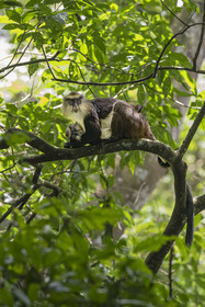 Rwanda, Province de l’Ouest, Nyakabuye, Parc national de Nyungwe, forêt tropicale humide naturelle de Cyamudongo, Cercopithèque de Dent (Cercopithecus denti) femelle avec son petit